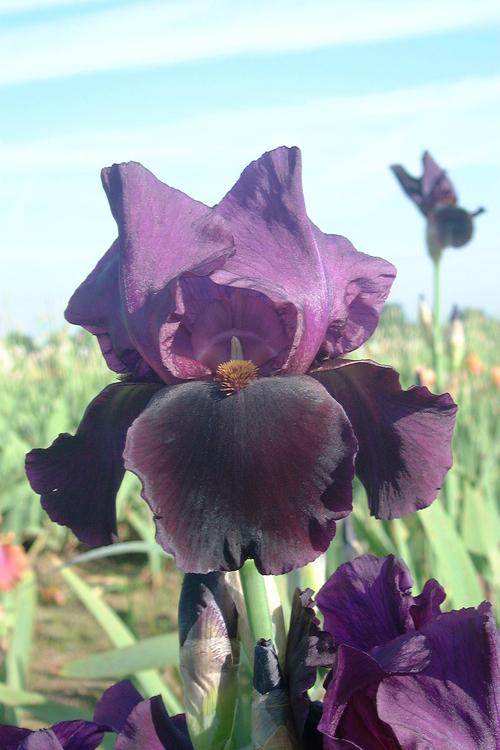 Visuel 1 du produit Iris des Jardins Black Swan - Le pot de 2 litres