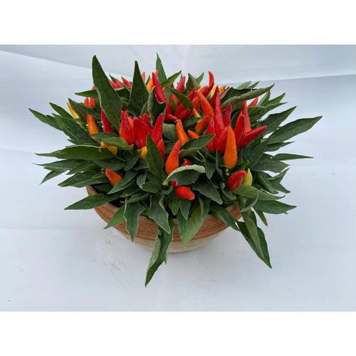 Visuel 1 du produit Piment décoratif - La coupe terre cuite