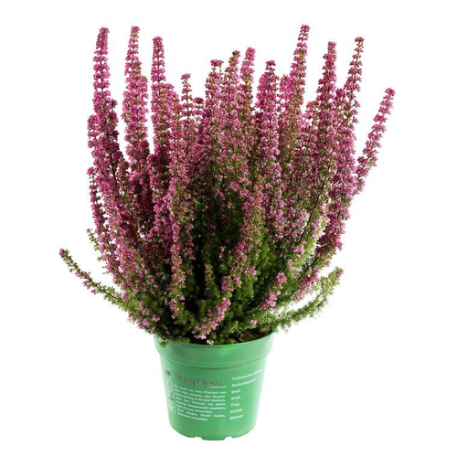 Visuel 1 du produit Erica Melanthera - Le pot de 1 litre