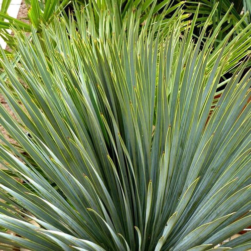 Visuel 1 du produit Yucca rostrata. Le pot de 15 litres