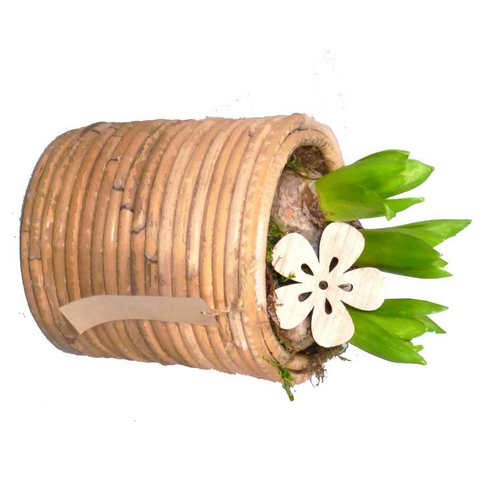 Visuel 1 du produit Narcisse tête à tête - Le panier déco