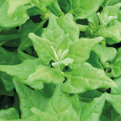 Visuel 1 du produit Tetragone Bio. Le pot de 10,5 cm