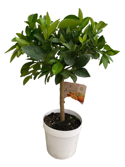 Visuel 1 du produit Oranger coloris orange - 5 L