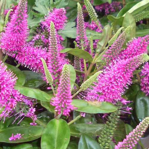 Visuel 1 du produit Veronique Magicolor - Le pot de 1 litre