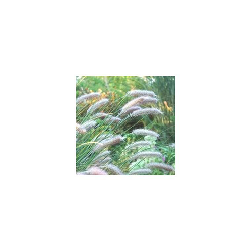 Visuel 1 du produit Pennisetum Alopecuroides - Le pot de 7 litres