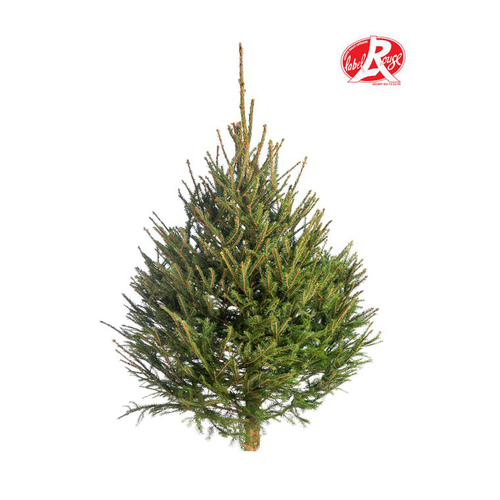 Visuel 1 du produit Sapin de Noël naturel coupé Label Rouge Picea Excelsa