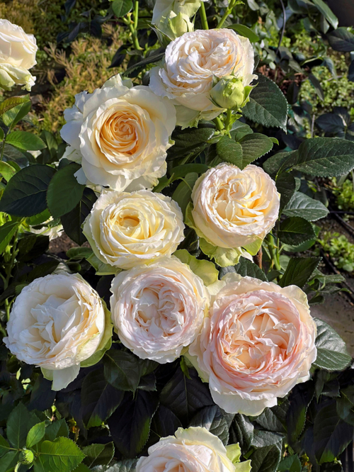 Visuel 1 du produit Rosier Excalibur® 'Harbastion' - Le pot de 3 litres