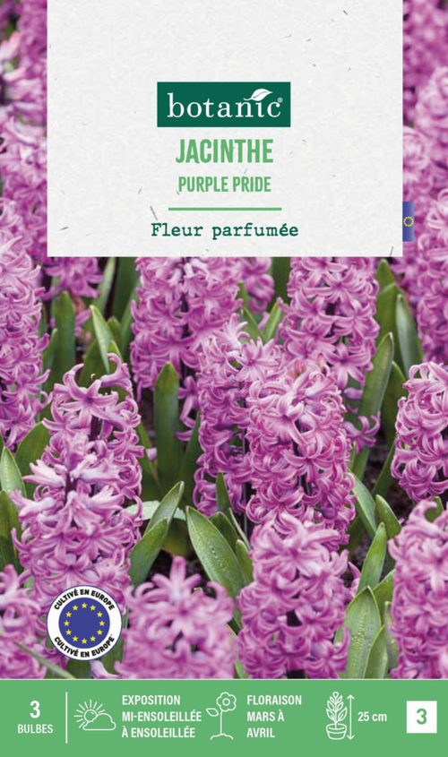 Visuel 1 du produit Jacinthe purple pride botanic® - 3 bulbes