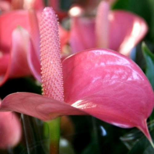 Visuel 2 du produit Anthurium royal champion - Ø 14 cm H 50 cm