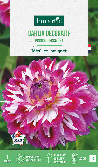 Visuel 1 du produit Bulbe de fleurs Dalhia décoratif Prince d’Eckmuhl botanic® - 1 bulbe