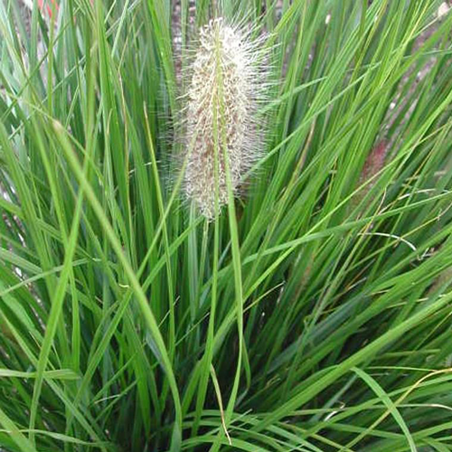 Visuel 1 du produit Pennisetum - Le pot de 0,5 litre