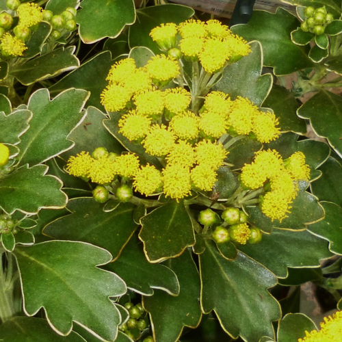 Visuel 1 du produit Ajania Pacifica. Le pot diam 12 cm