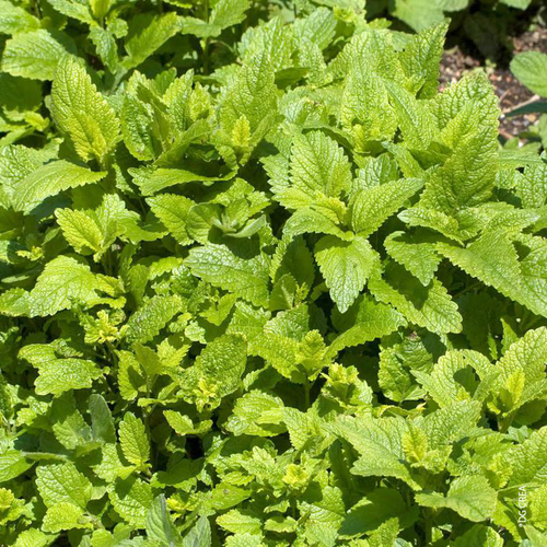 Visuel 1 du produit Melisse Citronnelle Bio. Le pot de 1 litre