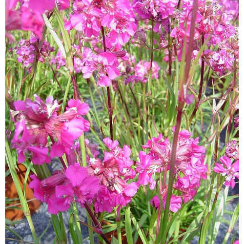 Visuel 2 du produit Lychnis Alpina - Le pot de 3 litres