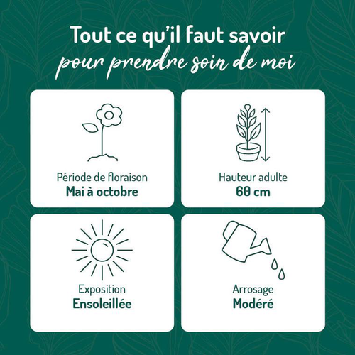 Visuel 1 du produit Salvia microphylla ou Sauge arbustive pink blush rose. Le pot de 9 x 9 cm