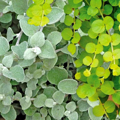 Visuel 1 du produit Gnaphalium ou Immortelle laineuse au feuillage gris - Le pot de 0,5 litre