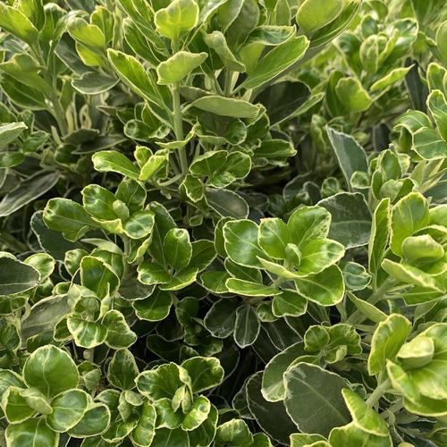 Visuel 1 du produit Fusain du Japon Compact varié vert. Le pot de 10 litres