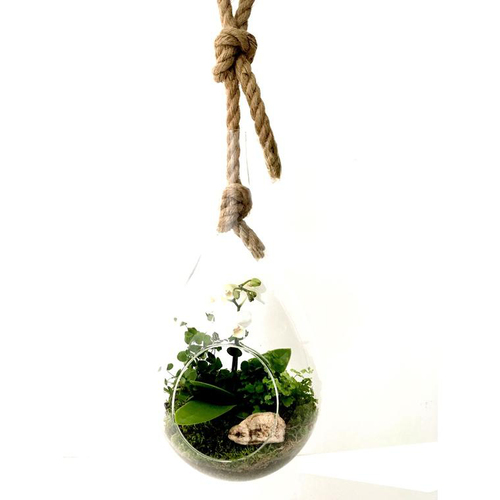 Visuel 1 du produit Terrarium Drop en verre transparent à suspendre Naturalys taille L - Ø 20 x 40 cm