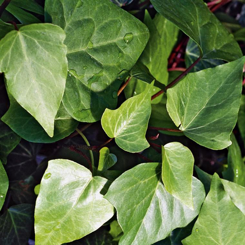 Visuel 1 du produit Lierre grimpant d'Irlande ou Hedera hibernica au feuillage vert - Le pot Ø 9 cm