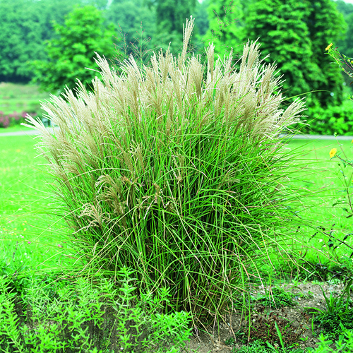 Visuel 1 du produit Miscanthus sinensis Graziella vert botanic®. Le pot de 2 litres