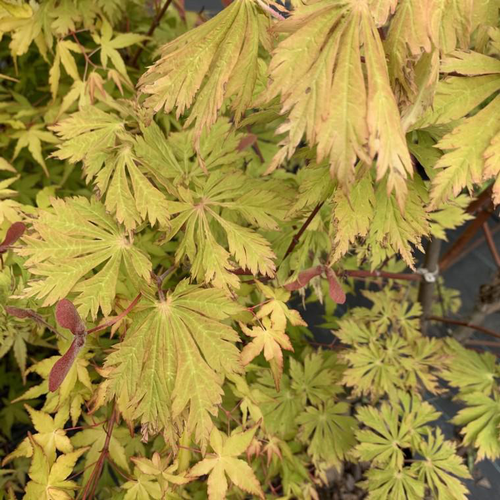 Visuel 1 du produit Érable du Japon à feuille d’aconit vert. Le pot de 30 litres, 125/150 cm