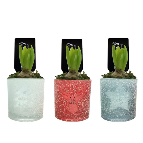 Visuel 1 du produit Jacinthe en pot déco. La composition de 10 cm