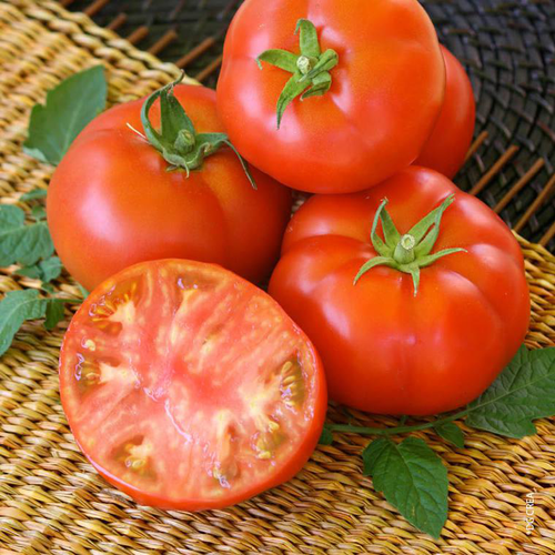 Visuel 1 du produit Tomate ronde Montfavet bio. La barquette de 3 plants