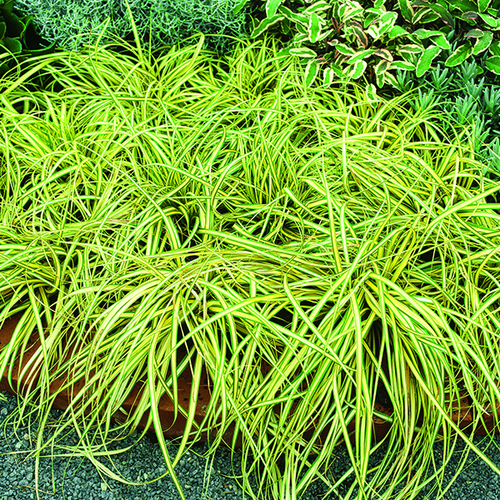 Visuel 1 du produit Carex Oshimensis Evergold jaune botanic®. Le pot de 4 litres