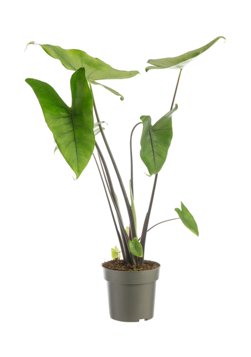Visuel 1 du produit Alocasia Black Zebrina (Oreilles d’éléphant) vert. Le pot Ø 17 cm