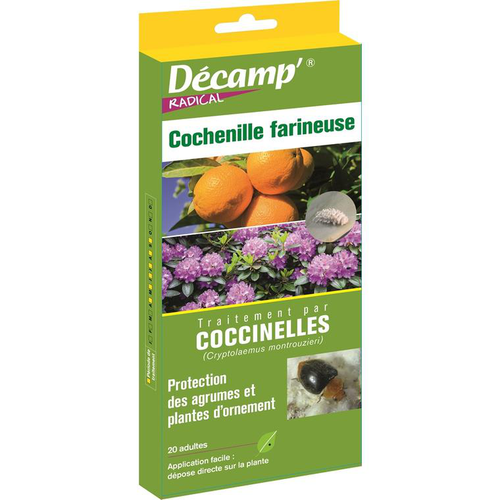 Visuel 1 du produit Coccinelles cochenilles farineuses Décamp - 20 adultes