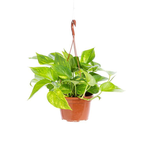 Visuel 1 du produit Pothos Aureus suspension Ø18xH40 cm