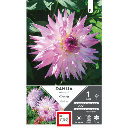 Visuel 1 du produit Dahlia cactus dentelle Atalante blanc à pointes mauve Ernest Turc - 1 bulbe