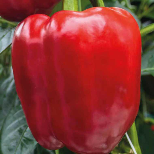 Visuel 1 du produit Poivron Rouge Predi Bio. La barquette de 3 plants