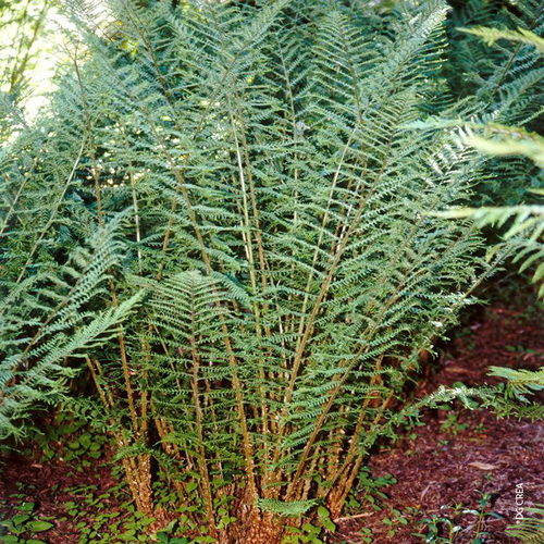 Visuel 1 du produit Fougère Dryopteris Filix-Mas 'Linearis Polydactyla - Le pot de 2 litres