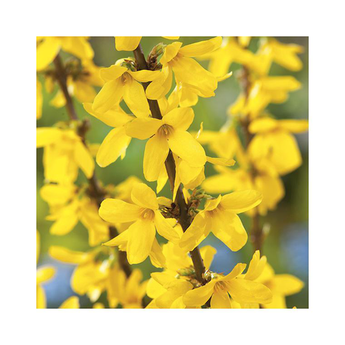 Visuel 1 du produit Forsythia jaune - Pot de 7L