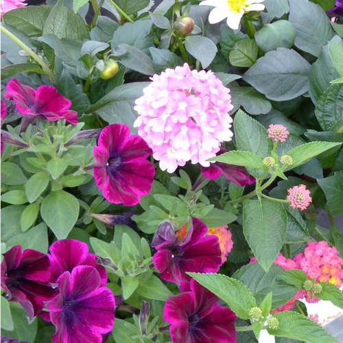 Visuel 1 du produit Mélange d'annuelles - Le pot de 10 litres