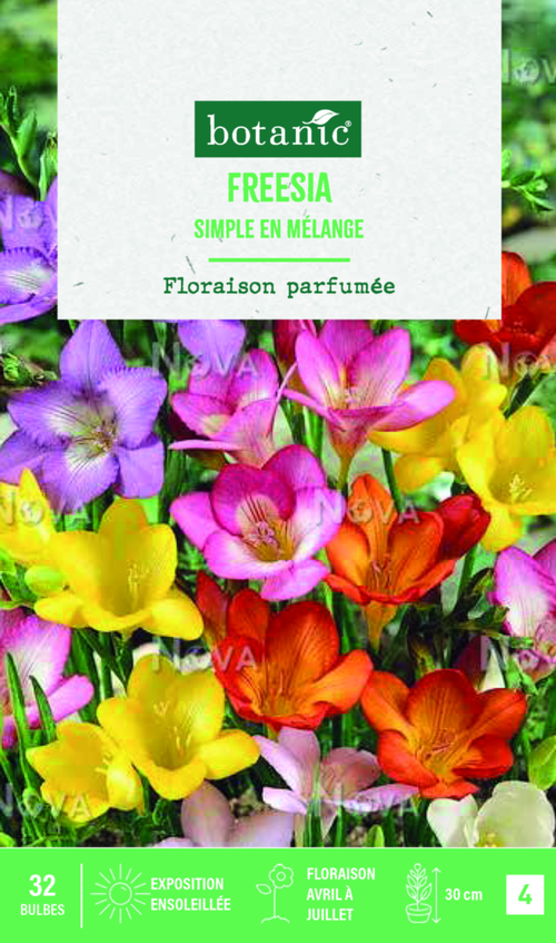 Visuel 1 du produit Bulbes de fleurs Freesia simple mix botanic® - 32 bulbes