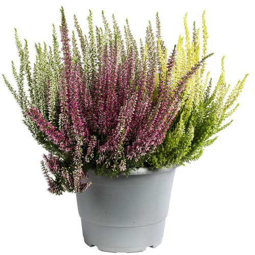 Visuel 1 du produit Callune naturelle ou fausse bruyère. Le pot de 2,5 litres