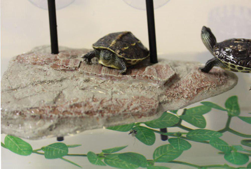 Visuel 3 du produit Île flottante pour tortue aquatique avec ascenseur coloris marron Reptile Planet Turtle Island - Taille S - 17 x 12,5 x 2,3 cm
