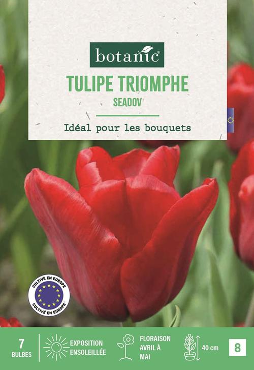 Visuel 1 du produit Tulipe tr. Seadov X7
