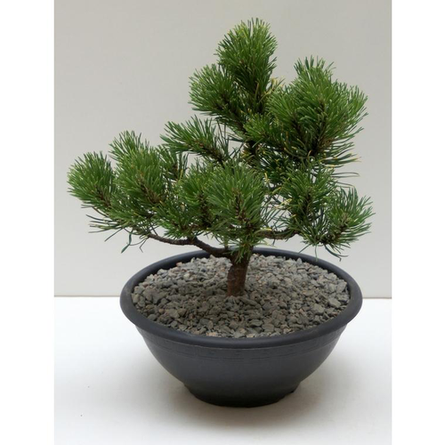 Visuel 1 du produit Pin (Pinus) varié. La coupe de 30 cm