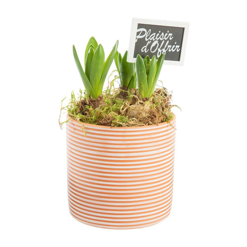 Visuel 1 du produit Jacinthe x 3 pot en terre lignes blanches - Ø 14 cm