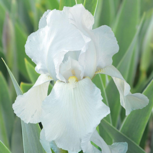 Visuel 1 du produit Iris des jardins Glacier - Le pot de 1 litre