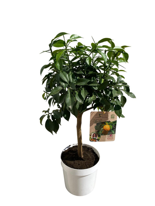 Visuel 1 du produit Yuzu coloris jaune - 5 L