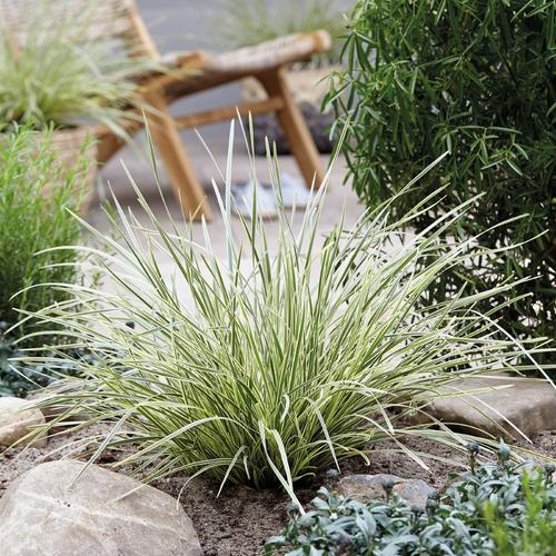 Visuel 1 du produit Lomandra longifolia White Sands. Le pot de 3,5 litres