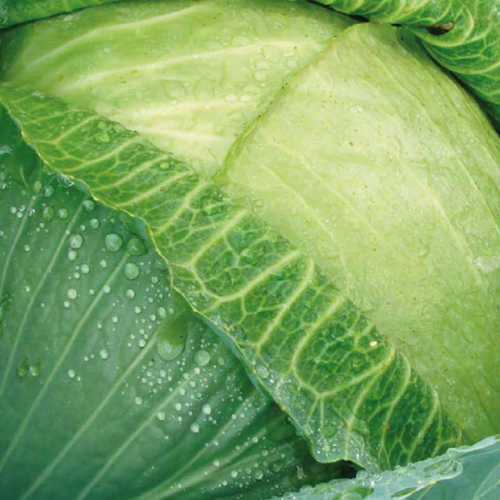 Visuel 1 du produit Chou Brigadier Bio. La barquette de 6 plants