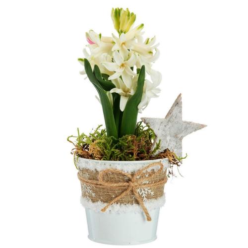 Visuel 1 du produit Jacinthe x 1 pot zinc blanc textile - Ø 8 cm