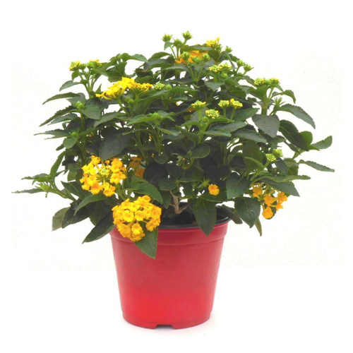 Visuel 1 du produit Lantana extra. Le pot de 1 litre