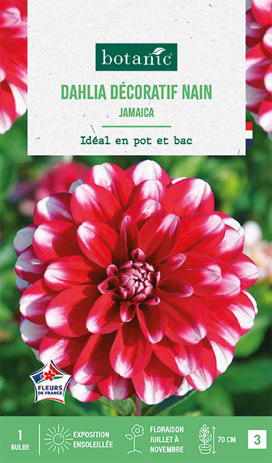 Visuel 1 du produit Bulbe de fleurs Dalhia décoratif nain Jamaïcain botanic® - 1 bulbe