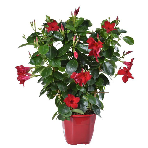 Visuel 1 du produit Dipladénia en arceau coloris variés. Le pot de 3 litres